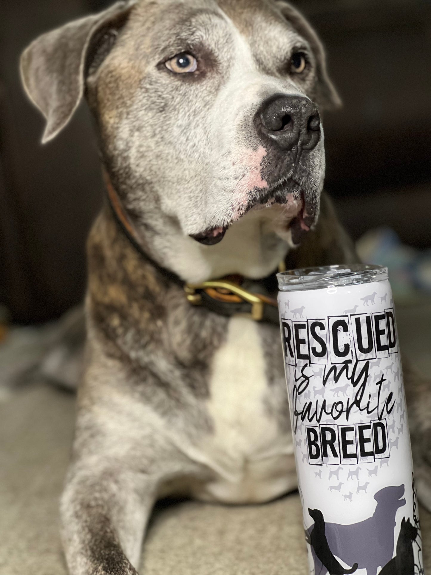 Rescued is my favorite breed